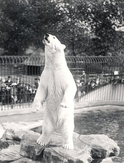 Sam der Eisbär bettelt um Futter im ZSL London Zoo, 1912 von Frederick William Bond